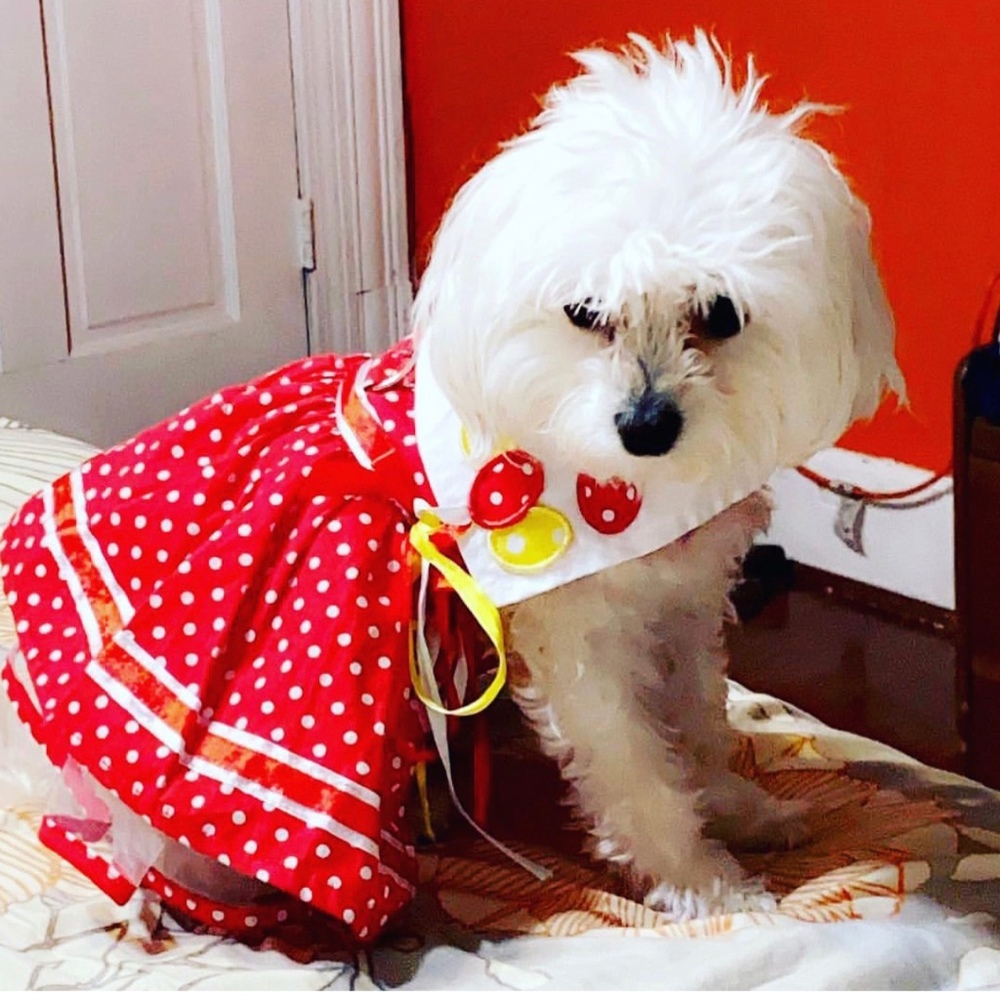 Meet your Posher, Zukipuppy